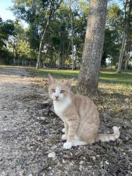 Lost Male Cat last seen Koeblen Rd, Fort Bend County, TX 77469