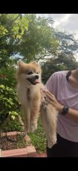 Reunited Male Dog last seen Near SW 95th Ave, Miami, FL 33165, USA, Miami, FL 33165