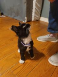 Found/Stray Male Cat last seen Lane st Quick trip, Kannapolis, NC 28083