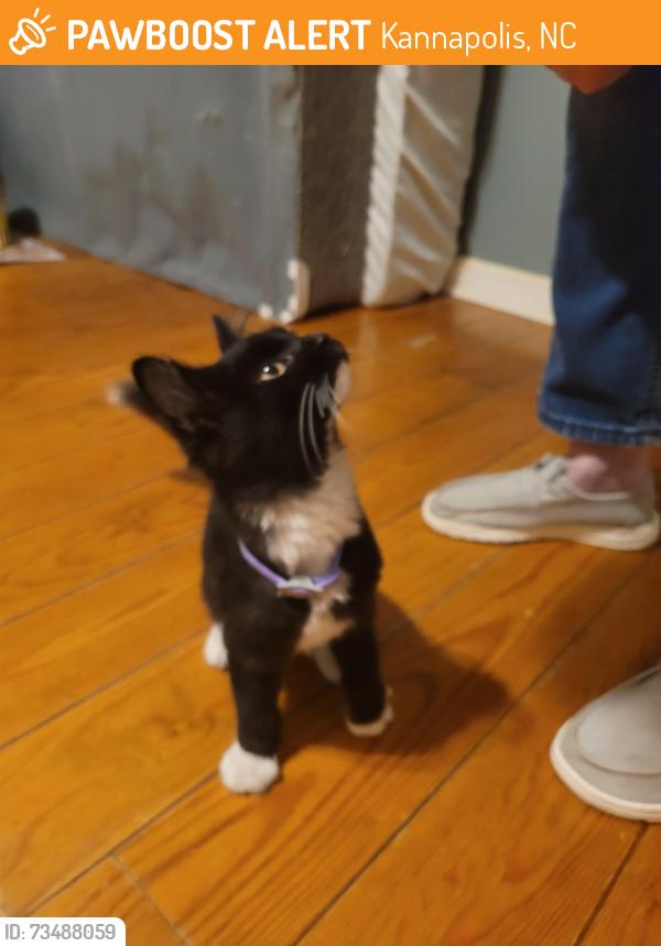 Found/Stray Male Cat last seen Lane st Quick trip, Kannapolis, NC 28083