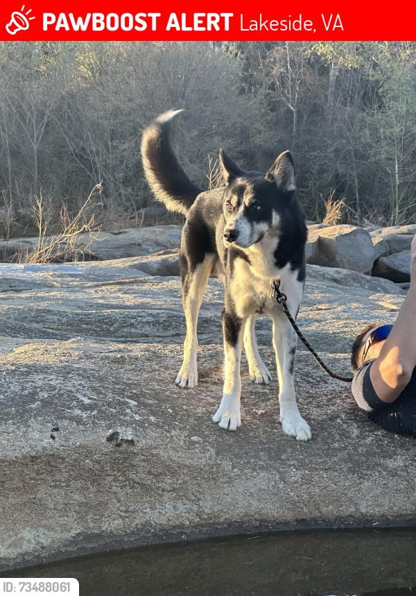 Lost Male Dog last seen Dellrose ave 23228, Lakeside, VA 23228