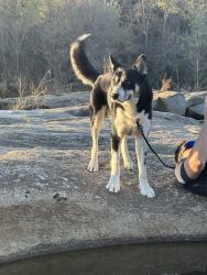 Lost Male Dog last seen Dellrose ave 23228, Lakeside, VA 23228
