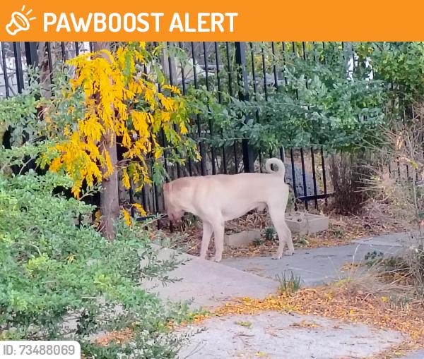 Found/Stray Male Dog last seen Union and academy, Colorado Springs, CO 80909