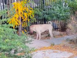 Found/Stray Male Dog last seen Union and academy, Colorado Springs, CO 80909