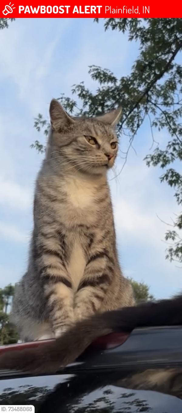 Lost Female Cat last seen Tucker st, Plainfield, IN 46168