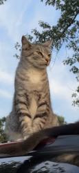 Lost Female Cat last seen Tucker st, Plainfield, IN 46168