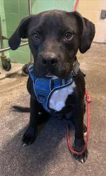Shelter Stray Male Dog last seen PLAZA AVE & OAKMONT ST, 2127 Front St, Sacramento, CA 95818, USA