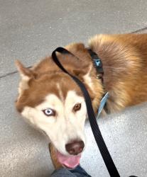Lost Female Dog last seen Near Hamilton lane, Escondido, CA 92029