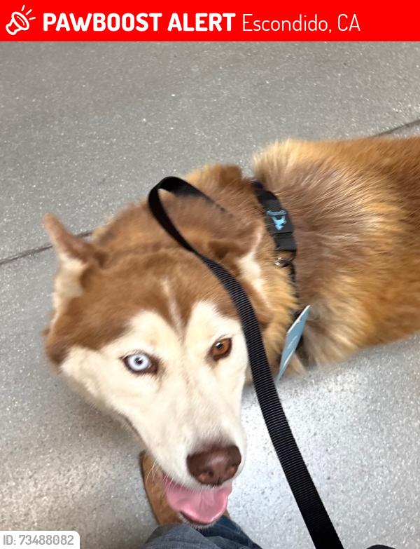 Lost Female Dog last seen Near Hamilton lane, Escondido, CA 92029