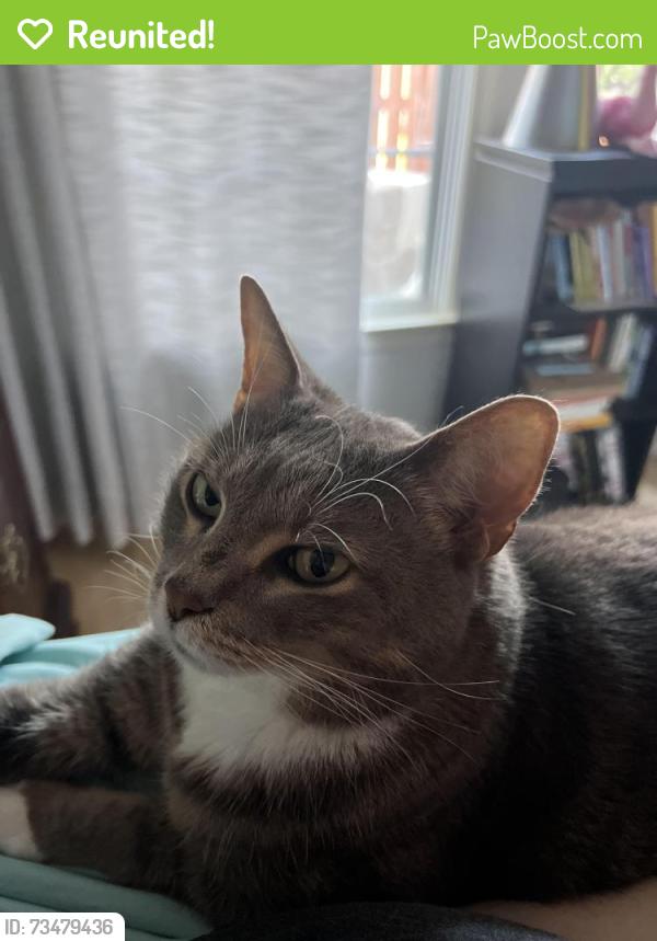 Reunited Male Cat last seen Topmast Way and Topmast Court, Annapolis, MD 21401