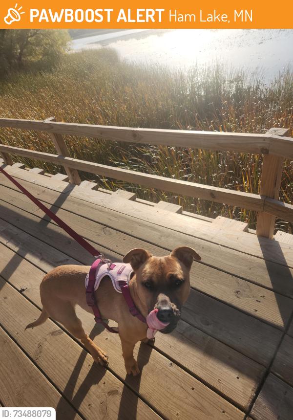 Found/Stray Male Dog last seen Island Drive in Ham Lakex, Ham Lake, MN 55304
