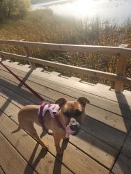 Found/Stray Male Dog last seen Island Drive in Ham Lakex, Ham Lake, MN 55304