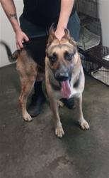 Shelter Stray Male Dog last seen , 1850 W 60th St, Los Angeles, CA 90047, USA