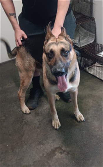 Shelter Stray Male Dog last seen , 1850 W 60th St, Los Angeles, CA 90047, USA