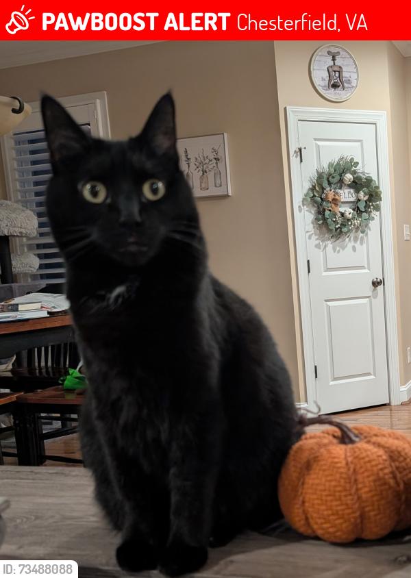 Lost Female Cat last seen Longlands Road and Otterdale Road, Chesterfield, VA 23832