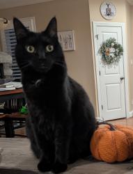 Lost Female Cat last seen Longlands Road and Otterdale Road, Chesterfield, VA 23832