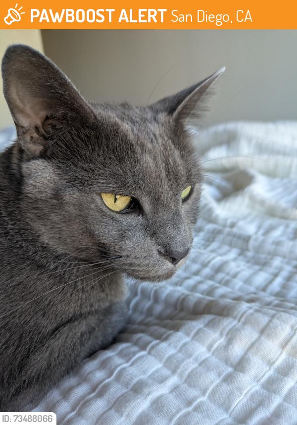 Found/Stray Female Cat last seen 34th St and El Cajon, San Diego, CA 92104