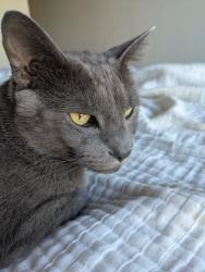 Found/Stray Female Cat last seen 34th St and El Cajon, San Diego, CA 92104