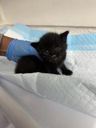 Shelter Stray Female Cat last seen Near Seneca, Oakland, CA, 1101 29th Ave, Oakland, CA 94601, USA