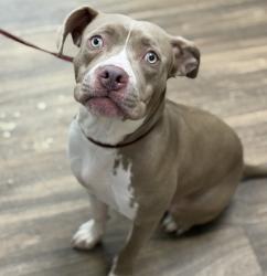 Shelter Stray Female Dog last seen Near Hollister Avenue, Imperial Beach, CA, 91932, 5500 Gaines St, San Diego, CA 92110, USA