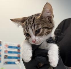 Shelter Stray Male Cat last seen Anastasia Street, San Diego, CA, 92111, 5500 Gaines St, San Diego, CA 92110, USA