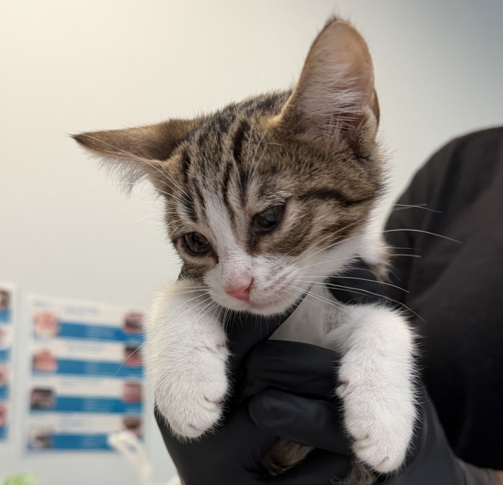 Shelter Stray Male Cat last seen Anastasia Street, San Diego, CA, 92111, 5500 Gaines St, San Diego, CA 92110, USA