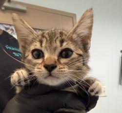 Shelter Stray Female Cat last seen Anastasia Street, San Diego, CA, 92111, 5500 Gaines St, San Diego, CA 92110, USA