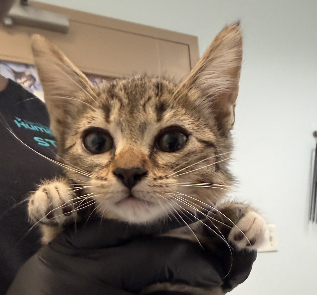 Shelter Stray Female Cat last seen Anastasia Street, San Diego, CA, 92111, 5500 Gaines St, San Diego, CA 92110, USA