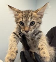Shelter Stray Male Cat last seen Anastasia Street, San Diego, CA, 92111, 5500 Gaines St, San Diego, CA 92110, USA
