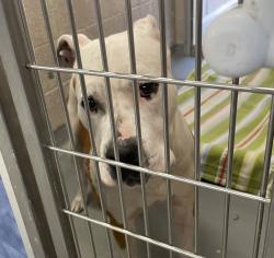 Shelter Stray Male Dog last seen BQ, PORTLAND, OR, 97233, 1700 W Historic Columbia River Hwy, Troutdale, OR 97060, USA