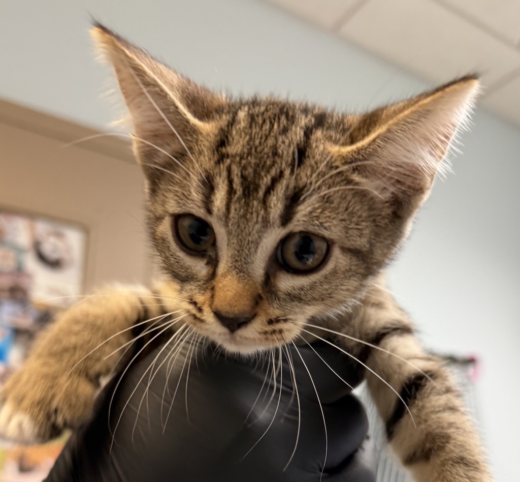 Shelter Stray Female Cat last seen Anastasia Street, San Diego, CA, 92111, 5500 Gaines St, San Diego, CA 92110, USA