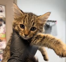 Shelter Stray Male Cat last seen Anastasia Street, San Diego, CA, 92111, 5500 Gaines St, San Diego, CA 92110, USA