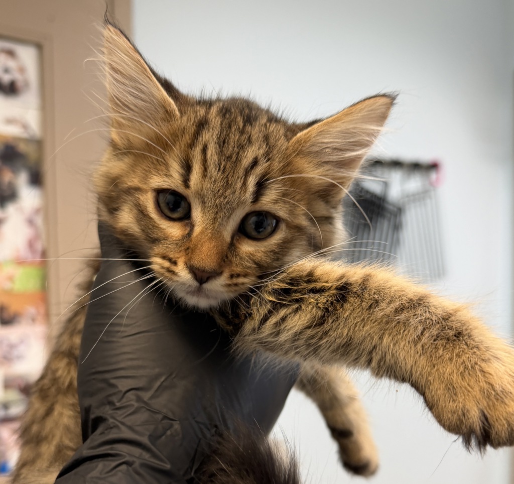 Shelter Stray Male Cat last seen Anastasia Street, San Diego, CA, 92111, 5500 Gaines St, San Diego, CA 92110, USA