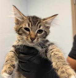 Shelter Stray Male Cat last seen Anastasia Street, San Diego, CA, 92111, 5500 Gaines St, San Diego, CA 92110, USA