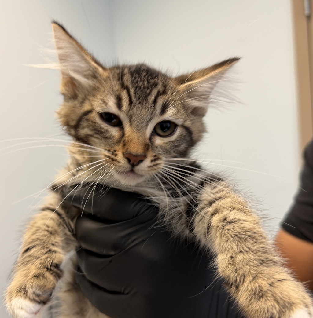 Shelter Stray Male Cat last seen Anastasia Street, San Diego, CA, 92111, 5500 Gaines St, San Diego, CA 92110, USA