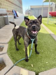 Shelter Stray Male Dog last seen Near S Major Street, SALT LAKE CITY, UT, 84115, 511 W 3900 S, Salt Lake City, UT 84123, USA