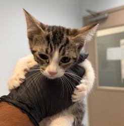 Shelter Stray Female Cat last seen Anastasia Street, San Diego, CA, 92111, 5500 Gaines St, San Diego, CA 92110, USA