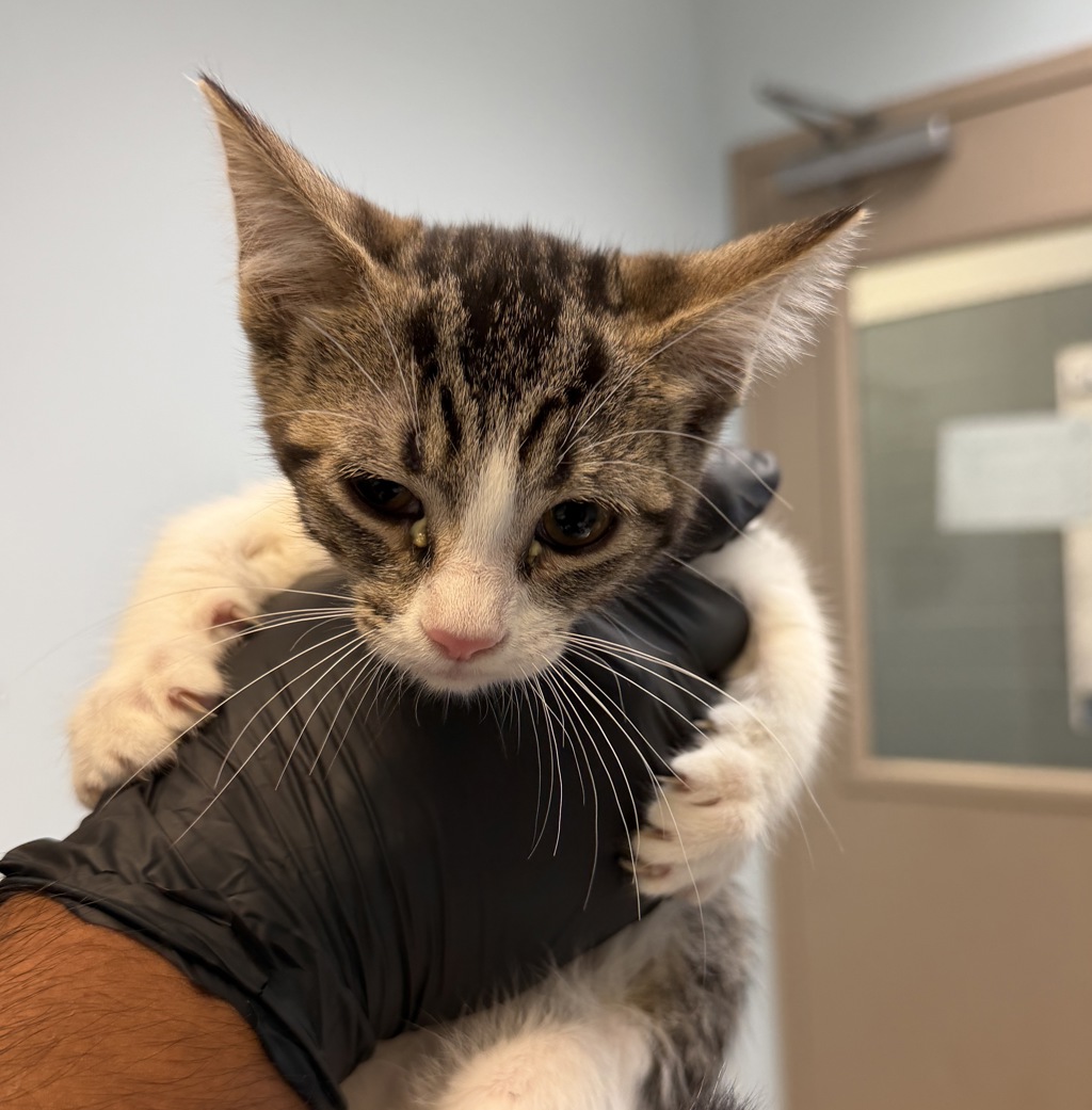Shelter Stray Female Cat last seen Anastasia Street, San Diego, CA, 92111, 5500 Gaines St, San Diego, CA 92110, USA