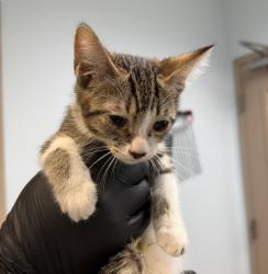 Shelter Stray Female Cat last seen Anastasia Street, San Diego, CA, 92111, 5500 Gaines St, San Diego, CA 92110, USA