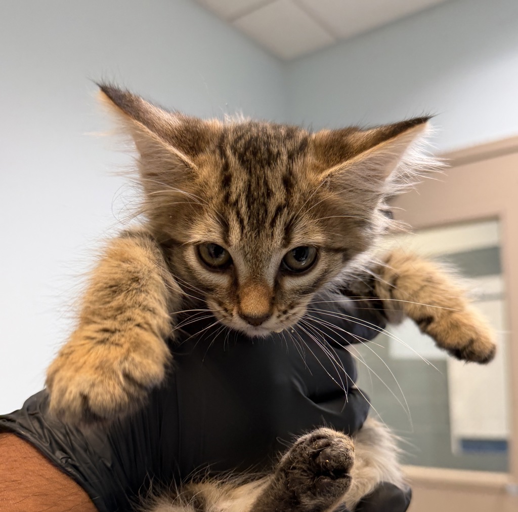Shelter Stray Male Cat last seen Anastasia Street, San Diego, CA, 92111, 5500 Gaines St, San Diego, CA 92110, USA