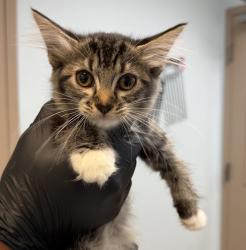 Shelter Stray Female Cat last seen Anastasia Street, San Diego, CA, 92111, 5500 Gaines St, San Diego, CA 92110, USA