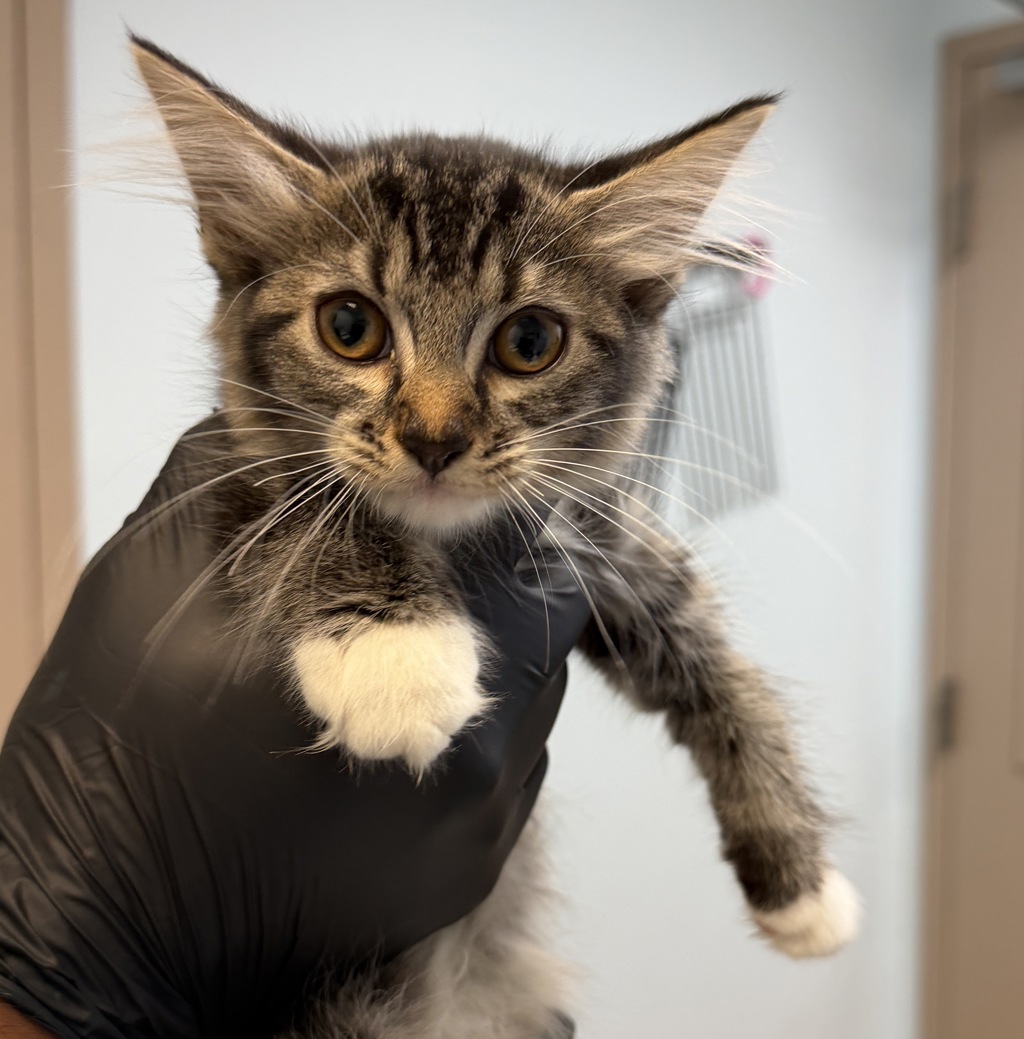 Shelter Stray Female Cat last seen Anastasia Street, San Diego, CA, 92111, 5500 Gaines St, San Diego, CA 92110, USA