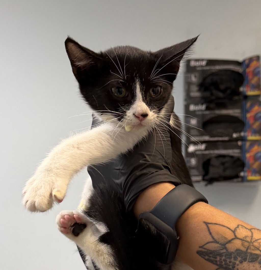 Shelter Stray Female Cat last seen Anastasia Street, San Diego, CA, 92111, 5500 Gaines St, San Diego, CA 92110, USA