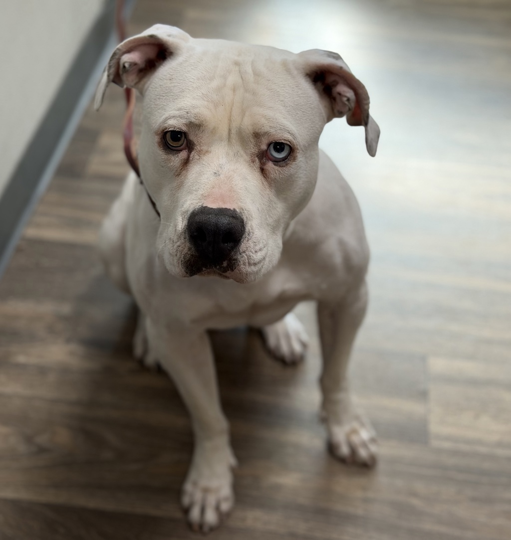 Shelter Stray Female Dog last seen Linda Vista Road, San Diego, CA, 92111, 5500 Gaines St, San Diego, CA 92110, USA
