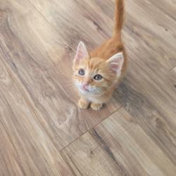 Shelter Stray Male Cat last seen Near Tudor Road, SAN LEANDRO, CA, 94577, 8323 Baldwin St, Oakland, CA 94621, USA