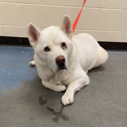Shelter Stray Male Dog last seen , 2350 Appling City Cove, Memphis, TN 38133, USA
