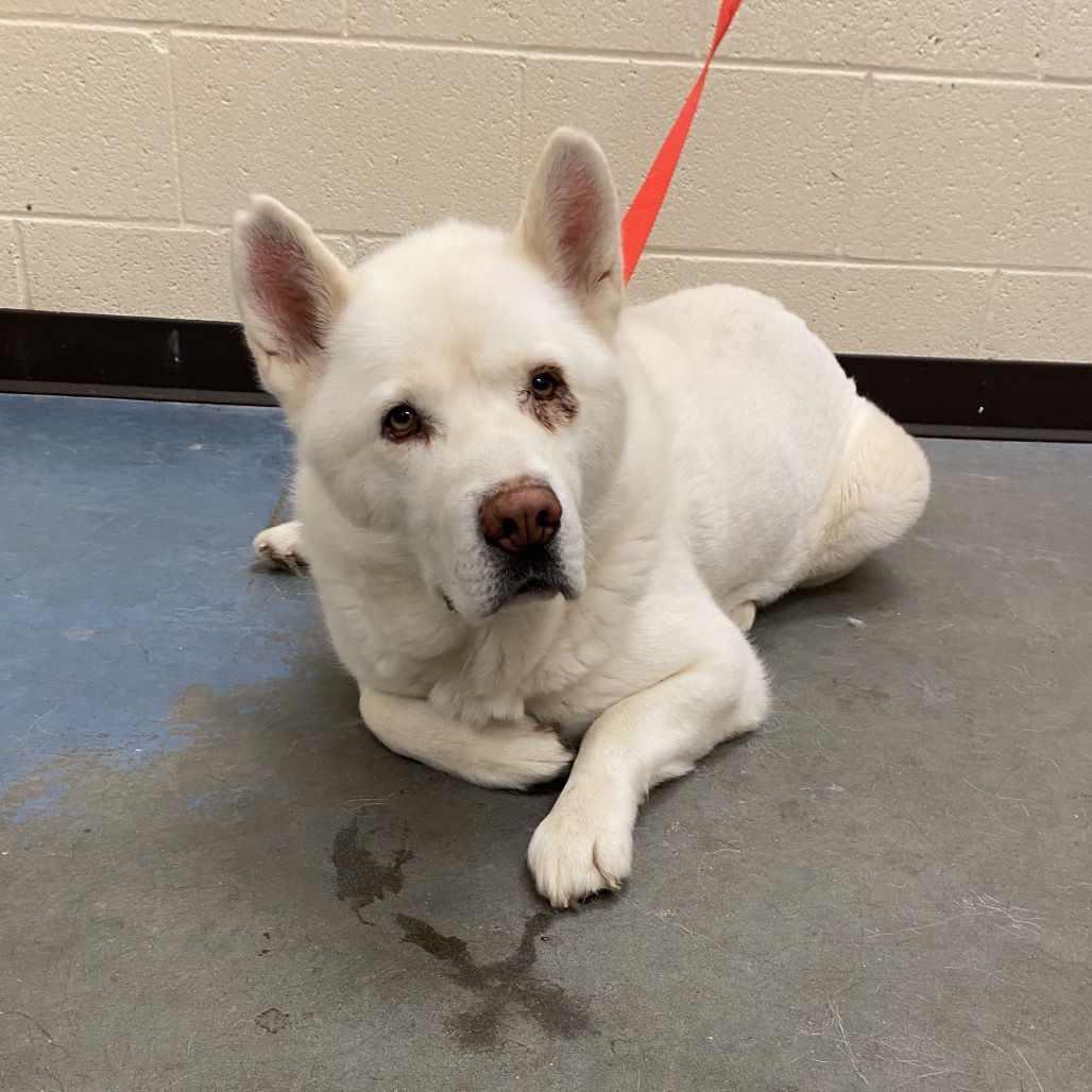 Shelter Stray Male Dog last seen , 2350 Appling City Cove, Memphis, TN 38133, USA