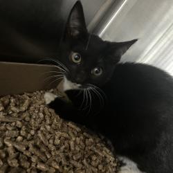 Shelter Stray Female Cat last seen , 124 Evergreen Ave, Newark, NJ 07114, USA