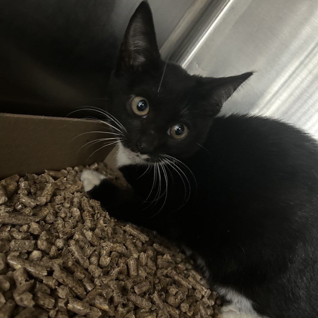 Shelter Stray Female Cat last seen , 124 Evergreen Ave, Newark, NJ 07114, USA