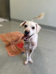 Shelter Stray Male Dog last seen Palm Avenue, San Diego, CA, 92154, 5500 Gaines St, San Diego, CA 92110, USA